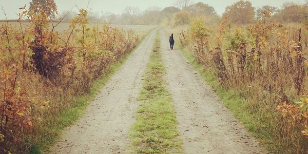 A black dog walking alone on a rural dirt road surrounded by autumn foliage.