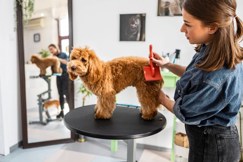 Cute poodle dog getting groomed and cleaned in the dog grooming salon