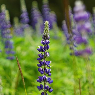 Heritage & Native crop Revitalisation