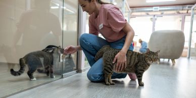 Woman feeding and petting a cat indoors near a glass wall.