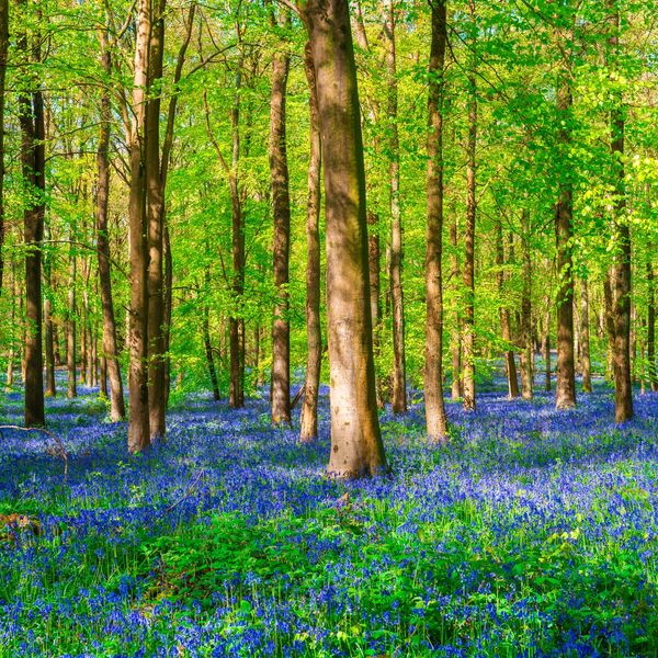 Forest with bluebell flowers carpeting the ground.
