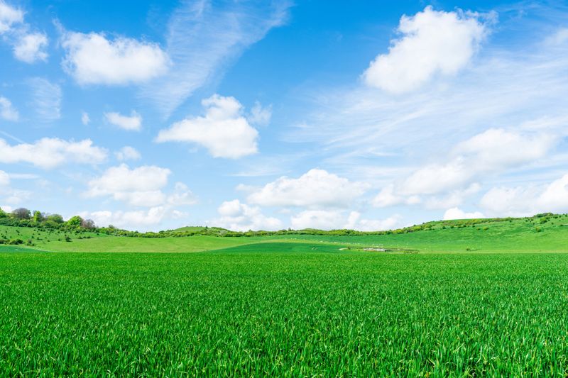 Blue sky and are trees on the meadow