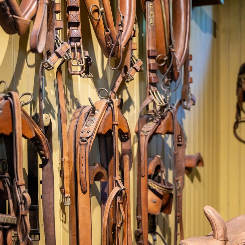Vintage horse pulling harnesses hanging on a wall