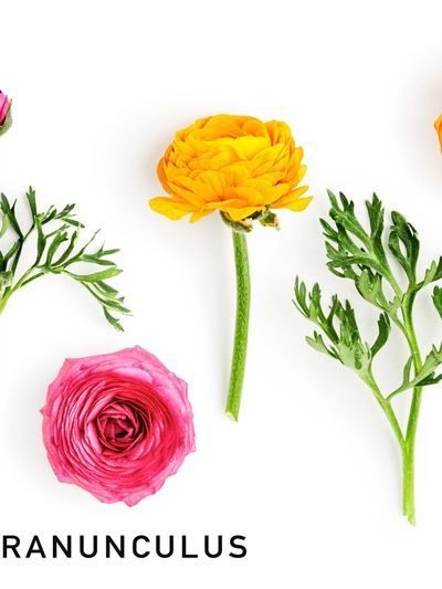 Yellow and pink ranunculus flowers with green leaves on white background.