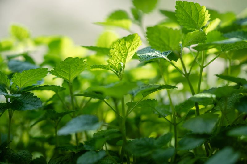 Cultivation green melissa plant outdoors, closeup soft focus. Growing aromatic fresh lemon balm herbs in garden.