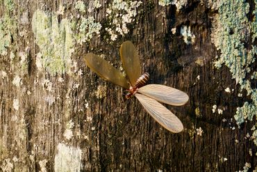 Termite alate