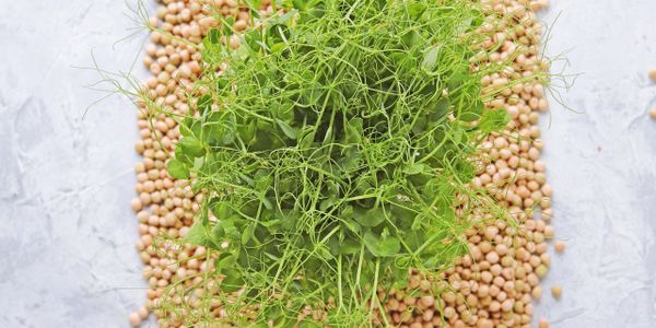 Fresh green pea shoots on a bed of dried peas.