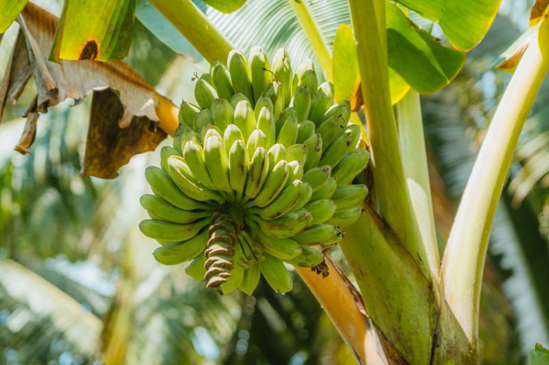 Close-up view of fresh green bananas growing on a banana tree under tropical sunny conditions within a lush environment in Siquijor, a tiny island in the Philippines.