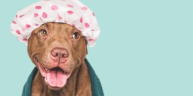Dog wearing a shower cap and towel.