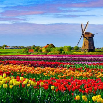 Colorful tulip fields with a traditional windmill under a blue sky.