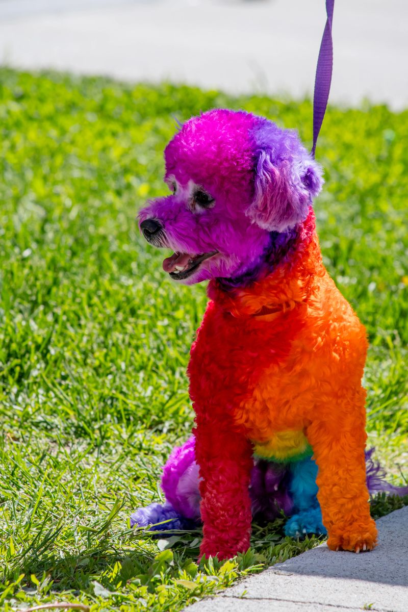 A playful rainbow-colored poodle flaunts its vibrant, multi-colored fur in this eye-catching shot. This unique and fun pet is a stunning example of creativity and beauty in the canine world