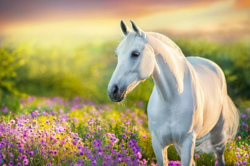 White arabian  horse in 
purple flowers meadow on sunlight