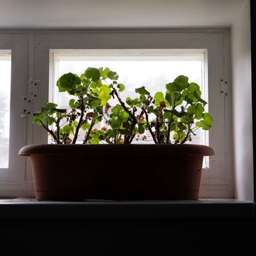 Green leafy plants in a brown pot on a windowsill with backlight.