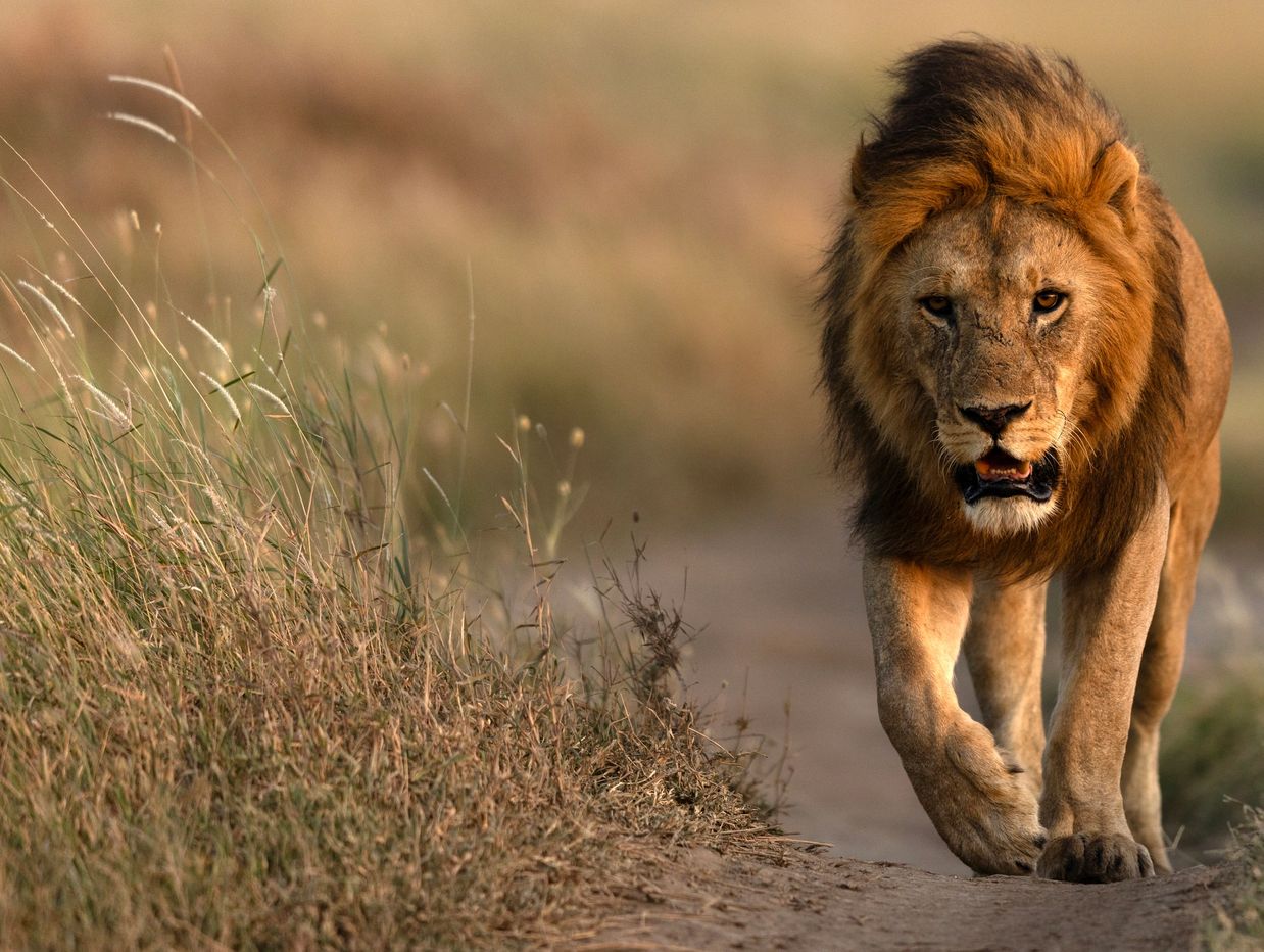 Lion walking on a path.