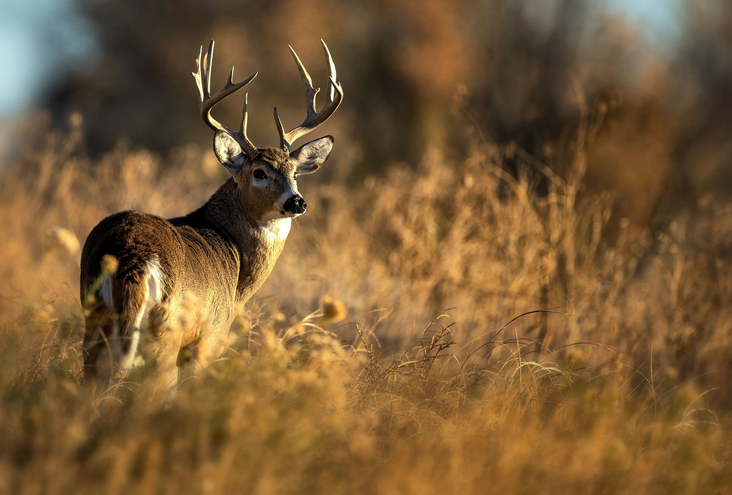 Buck deer standing in golden grass.