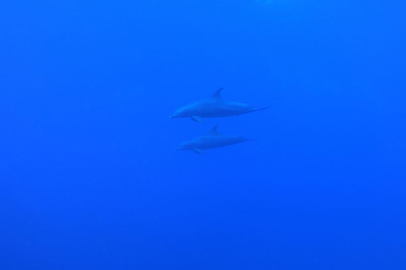 Indo-Pacific bottlenose dolphins in the Red Sea near Marsa Alam in Egypt