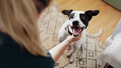 Happy dog sitting on a rug being petted by a person.