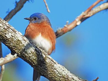 A small colorful bird perched on a tree branch.