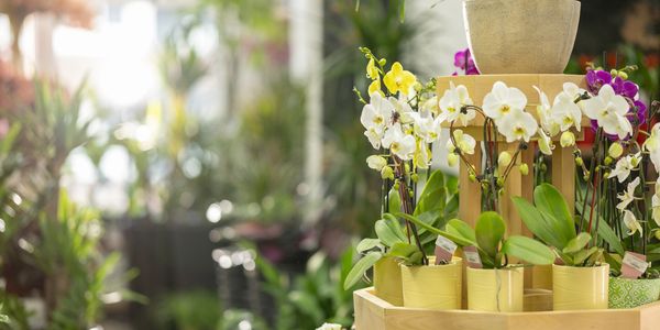 Potted orchids on display in a greenhouse.