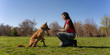 Woman training her dog in a park.