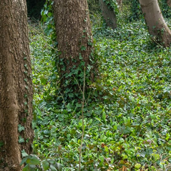Ivy-covered trees in a green forest.