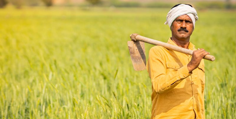 Hardworking rural indian farmer carrying a hoe on shoulder and standing in the middle of growing green agriculture wheat field at day time. He is looking at a distance with hand on waist and examines a growing green wheat crop in agriculture field. Panoramic image with copy space.