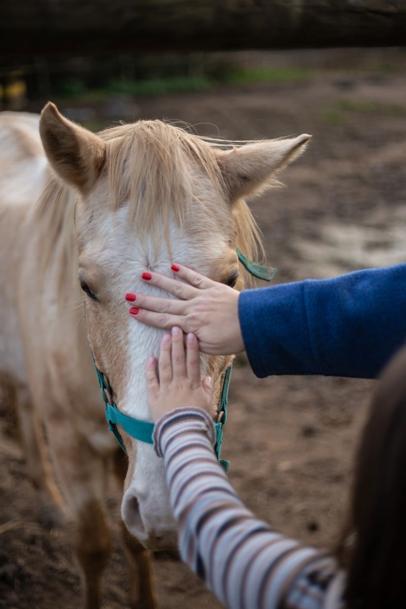 Kid's hand caressing the face of a beautiful horse in a farm