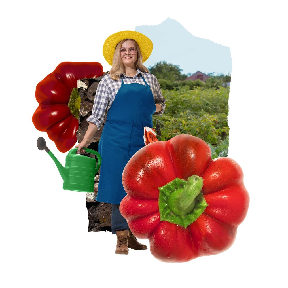Smiling gardener with a watering can and giant red bell peppers in a garden.