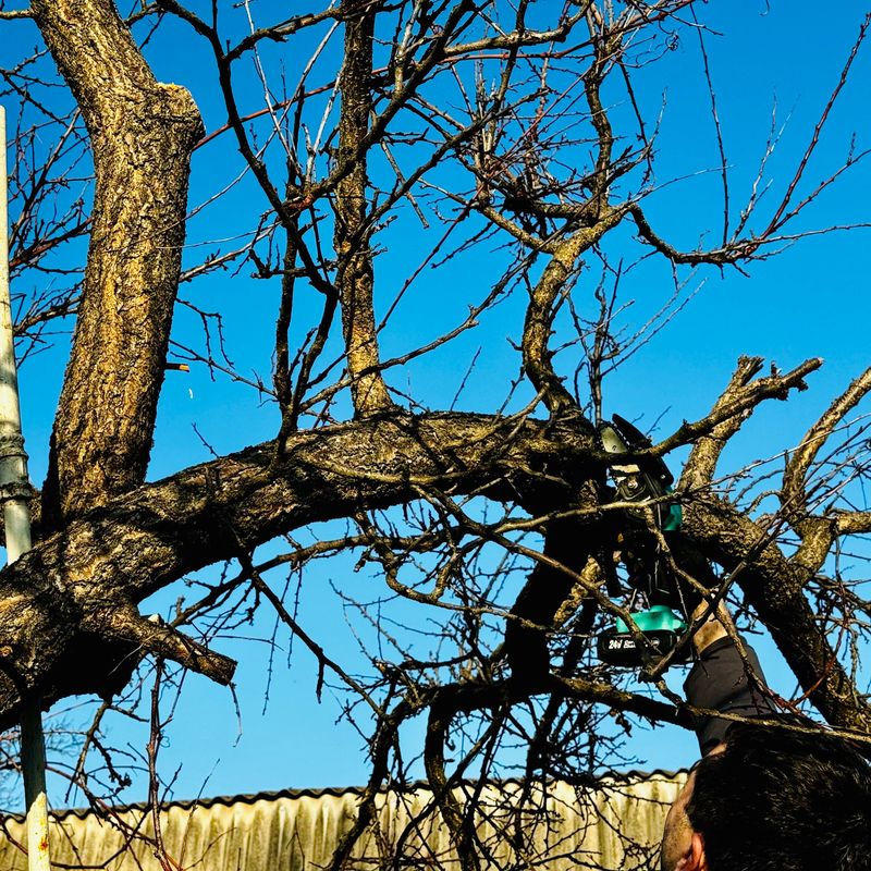 man trimming tree branches with electric saw, spring gardening