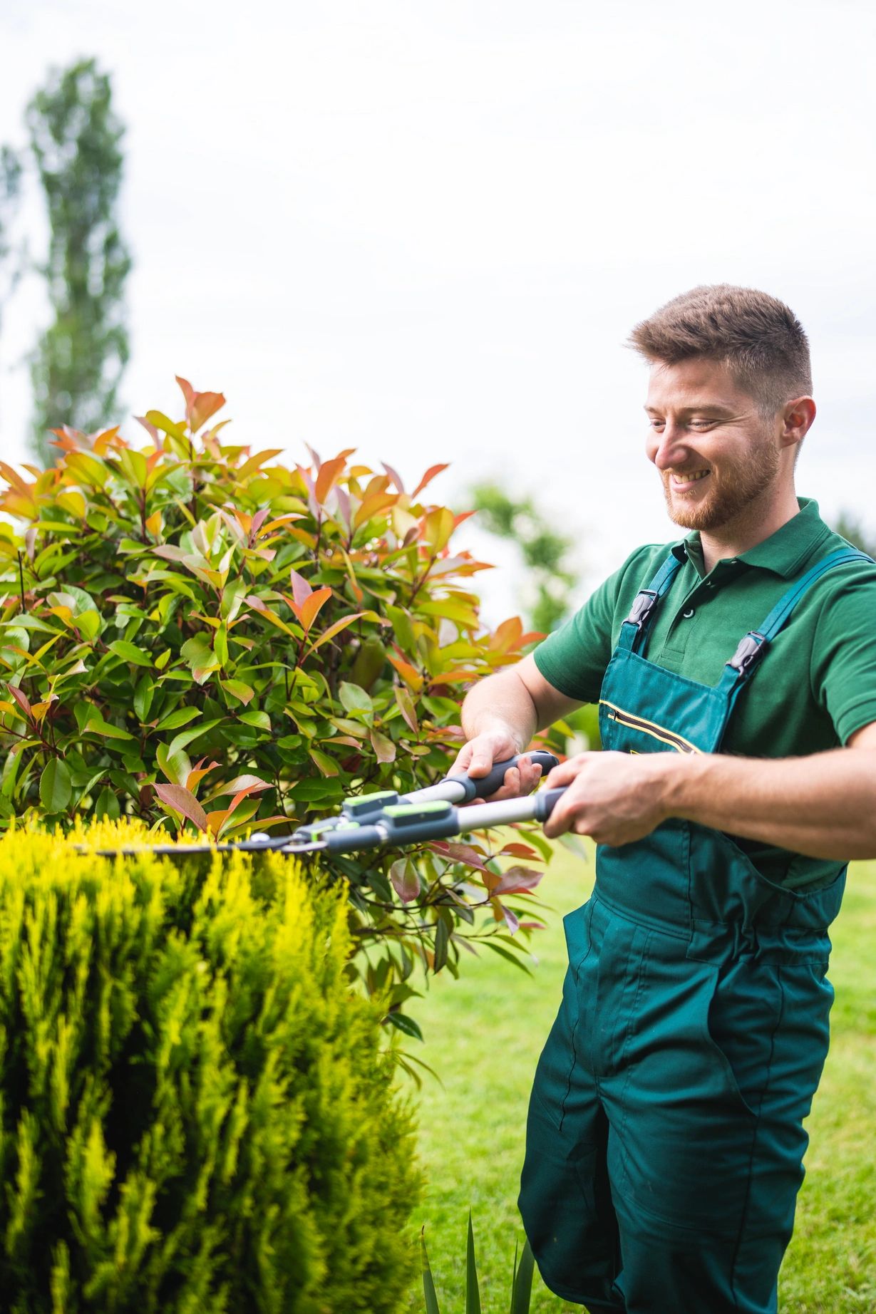 Smiling gardener trimming a bush with hedge shears in a green garden.