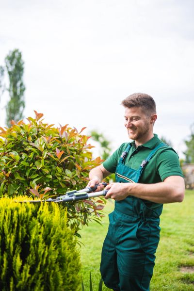Man trimming bushes in a garden.