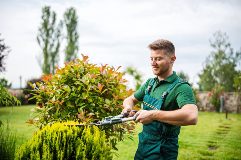 Shot of professional gardener trimming hedge in beautiful garden.