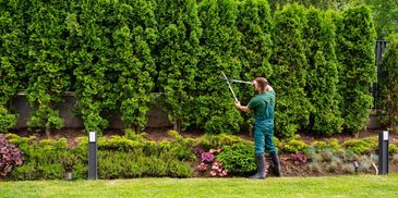 Man trimming hedge in garden.