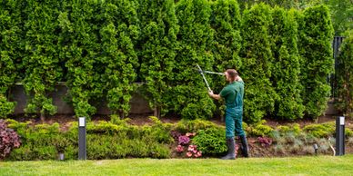 Gardener trimming tall hedge with shears in a lush garden.
