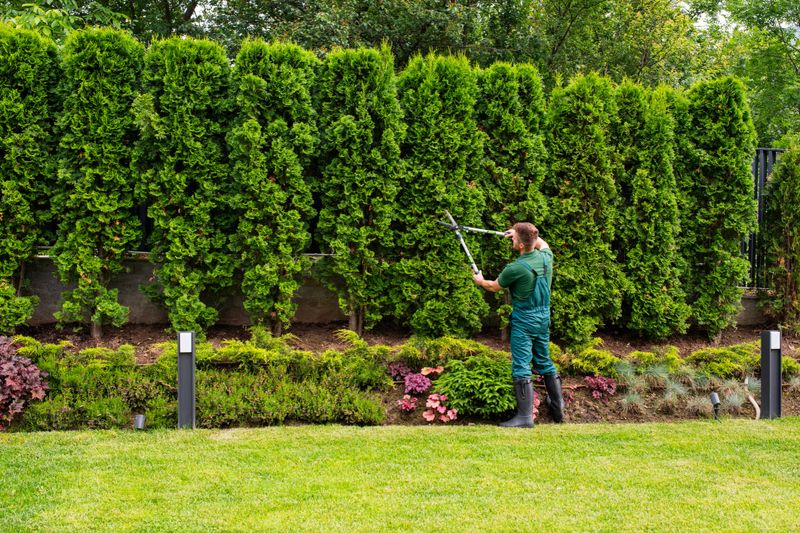 Shot of professional gardener trimming hedge in beautiful garden.