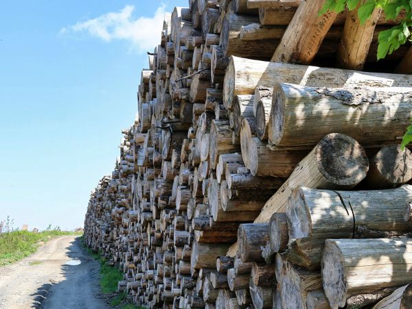 Large stack of cut logs piled along a dirt road under a blue sky.