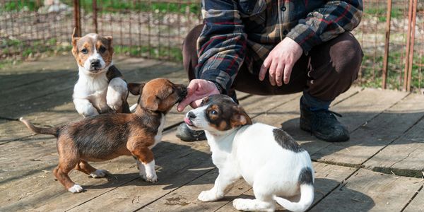 Three playful puppies interacting with a person on a wooden floor outdoors.