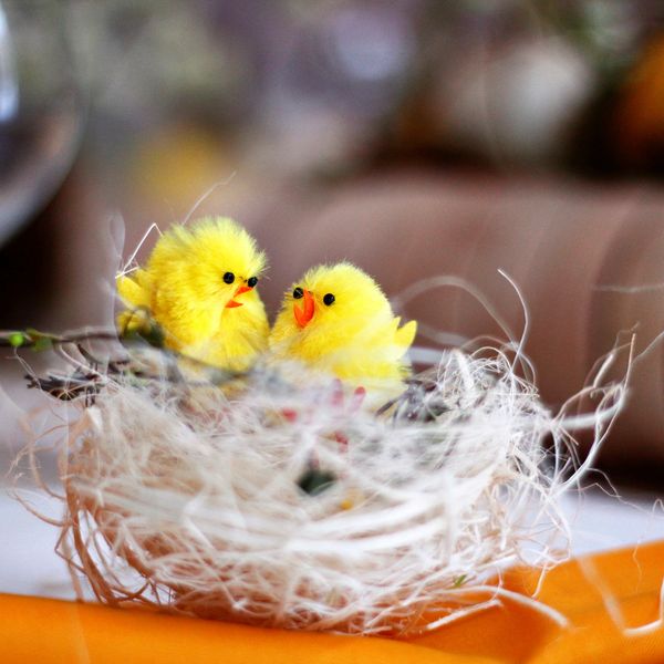 Two fluffy yellow chicks sitting in a delicate nest.