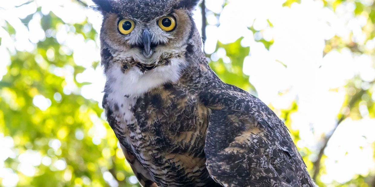 Great horned owl at our nature center