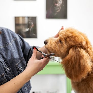 A woman carefully trims a fluffy dog's fur with scissors.