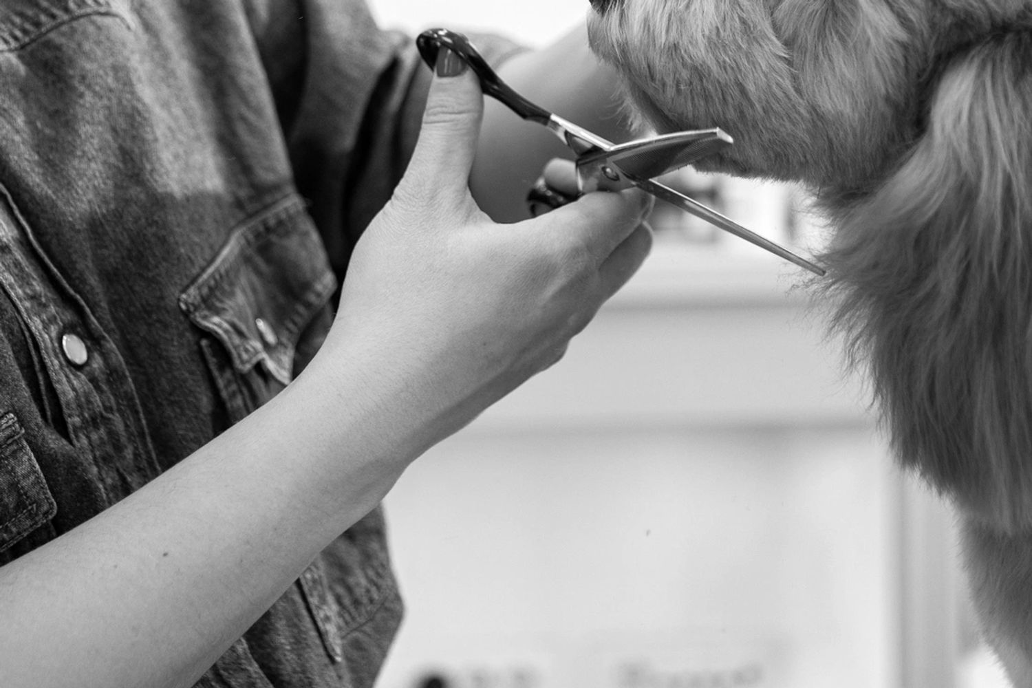 A woman carefully trims a fluffy dog's fur with scissors.