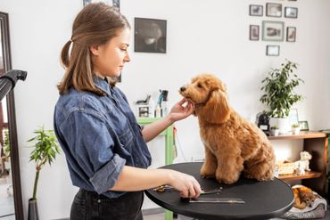 Woman grooming a small brown dog on a grooming table.