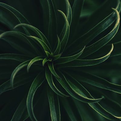 Close-up of a dark green spiky succulent plant.