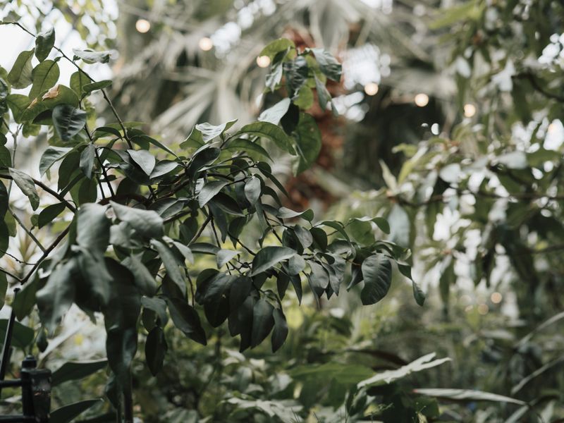 Vibrant green space with trees and native plants, promoting environmental conservation.