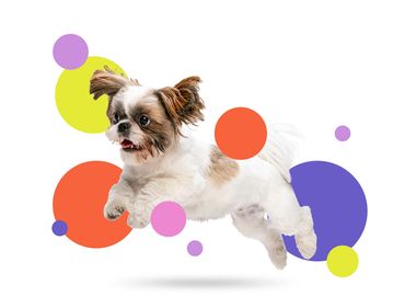 Dog fun laughing color party daycare kennel