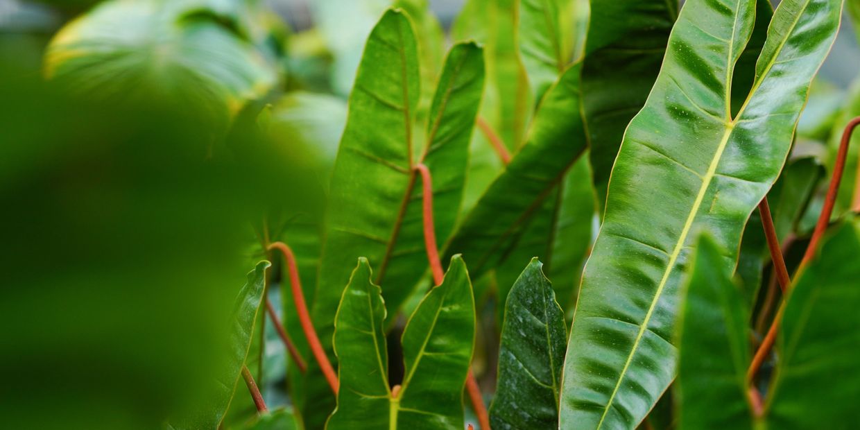 green healthy plants in garden