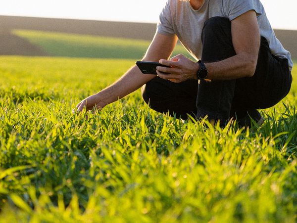 Farming and grass check represents safety quality 