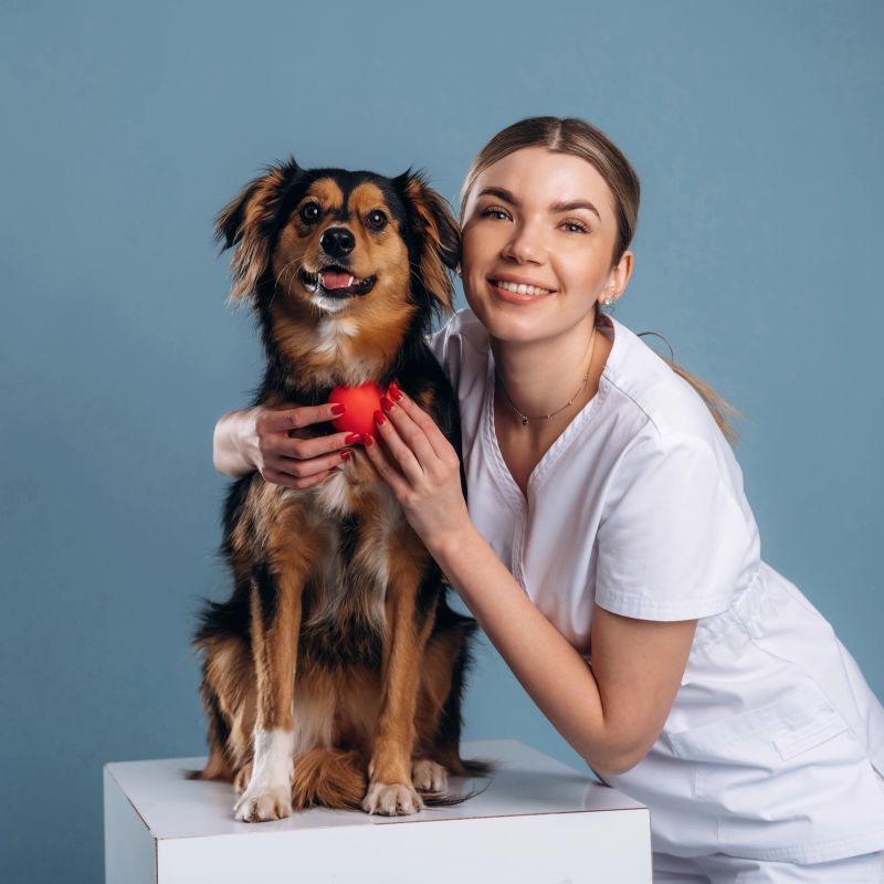 Small read heart, healthcare. Woman veterinarian is with mixed-breed dog.