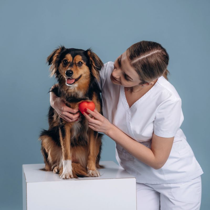 Professional cardiologist, small heart. Woman veterinarian is with mixed-breed dog.