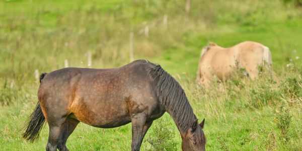 Two horses grazing in a green field.